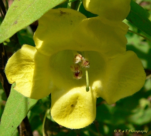 {Aureolaria virginica}